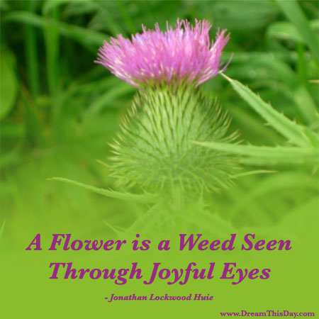 flower-weed-eyes.jpg